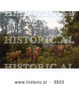 Historical Photochrom of a Group of Dairy Cows in a Pasture in England by Al
