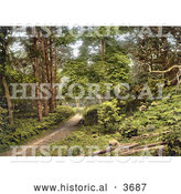 Historical Photochrom of a Man Sitting on the Ground Along a Path Through the Woods in Sheringham Norfolk England UK by Al