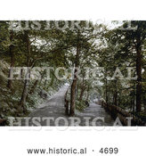 Historical Photochrom of a Trail in the Plantation in Exmouth Devon England by Al