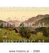 Historical Photochrom of Cattle on a Farm in Beatenberg by Al