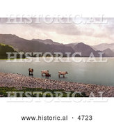 Historical Photochrom of Cattle Wading in the Water, Derwent Water, Lake District, England by Al