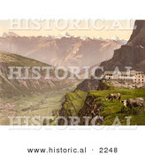 Historical Photochrom of Cows by Gemmi Hotel by Al