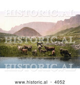 Historical Photochrom of Cows Drinking from a Lake near a Green Pasture and Mountains in England by Al