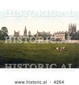 Historical Photochrom of Cows Grasing at Christ Church College and Merton College Oxford Oxfordshire England by Al