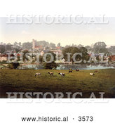 Historical Photochrom of Cows Grazing by a Pond in Carisbrooke Newport Isle of Wight England by Al