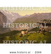 Historical Photochrom of Farmers Milking a Cow in Switzerland by Al