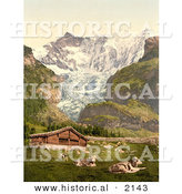 Historical Photochrom of Livestock and Barn near Baregg Glacier, Switzerland by Al