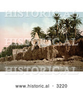 Historical Photochrom of Marabut, Biskra, Algeria by Al