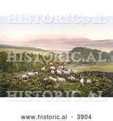 Historical Photochrom of Sheep Grazing in a Hilly Pasture near a Lake in England by Al