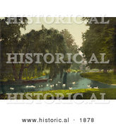 Historical Photochrom of Swans and Pond at Hampton Court Park by Al
