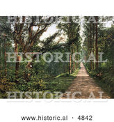 Historical Photochrom of the Tree Lined Carmanton Drive in the Vale of Lanherne Cornwall England by Al