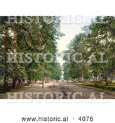 Historical Photochrom of Trees Lining an Avenue in Southampton England by Al