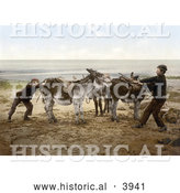 Historical Photochrom of Two Boys Trying to Budge a Stubborn Donkey on a Beach in England by Al