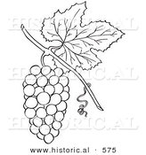 Historical Vector Illustration of a Bunch of Grapes with a Leaf on a Vine - Outlined Version by Al