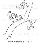 Historical Vector Illustration of a Chipmunk Holding a Nut in a Tree - Outlined Version by Al