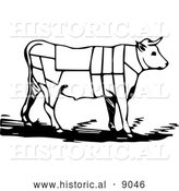 September 13th, 2013: Historical Vector Illustration of a Cow Featuring Outlined Butcher Sections of Bullock - Black and White by Al