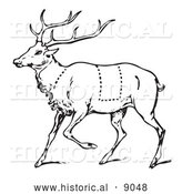 Historical Vector Illustration of a Deer Featuring Outlined Butcher Sections of Venison Cuts - Black and White by Al
