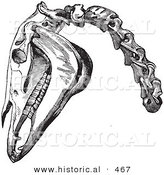 Historical Vector Illustration of a Engraved Horse Head and Neck Bones - Black and White Version by Al