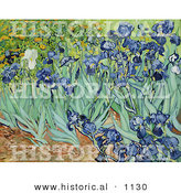 Historical Vector Illustration of a Flower Bed of Irises - Vincent Van Gogh Painting by Al