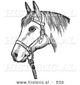 Historical Vector Illustration of a Horse with Good Form Wearing a Halter - Black and White Version by Al