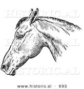 Historical Vector Illustration of a Horse's Anatomy Featuring a Bad Head from the Side - Black and White Version by Al