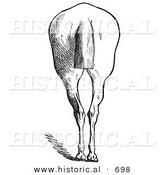 Historical Vector Illustration of a Horse's Anatomy Featuring Bad Hind Quarters from the Rear - Black and White Version by Al