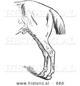 Historical Vector Illustration of a Horse's Anatomy with Bad Hind Quarters - Black and White Version by Al