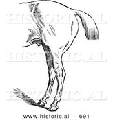 Historical Vector Illustration of a Horse's Anatomy with Bad Hind Quarters by Al