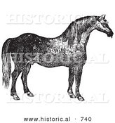 Historical Vector Illustration of a Horse's Right Side - Black and White Version by Al
