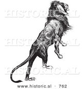 Historical Vector Illustration of a Majestic Lion Climbing up - Black and White Version by Al