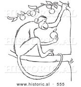 Historical Vector Illustration of a Monkey Eating an Apple from a Tree - Outlined Version by Al