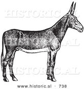 Historical Vector Illustration of a Poitou Donkey - Black and White Version by Al