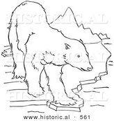 Historical Vector Illustration of a Polar Bear Walking on to a Small Piece of Ice - Outlined Version by Al