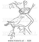 Historical Vector Illustration of a Robin on a Tree Branch by Its Nest - Outlined Version by Al