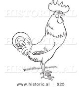 Historical Vector Illustration of a Rooster Standing and Staring - Outlined Version by Al