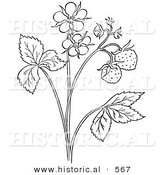 Historical Vector Illustration of a Strawberry Plant with Flower Blossoms - Outlined Version by Al