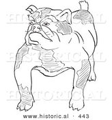 Historical Vector Illustration of a Strong Bulldog Standing and Staring - Outlined Version by Al