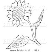 Historical Vector Illustration of a Sunflower with Seeds and Leaves - Outlined Version by Al