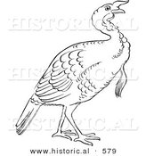 Historical Vector Illustration of a Turkey Bird Standing and Staring - Outlined Version by Al
