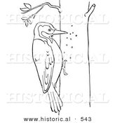 Historical Vector Illustration of a Woodpecker Pecking Holes in a Tree - Outlined Version by Al
