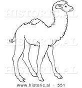Historical Vector Illustration of a Young Camel Standing and Staring - Outlined Version by Al