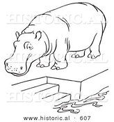 Historical Vector Illustration of a Zoo Hippo Standing on a Pool Platform with Stairs Leading to Water - Outlined Version by Al