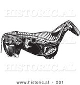 Historical Vector Illustration of an Engraved Horse Anatomy Featuring the Internal Bones and Organs - Black and White Version by Al