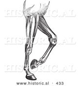 Historical Vector Illustration of an Engraved Horse Diagram Featuring Leg Muscles - Black and White Version by Al