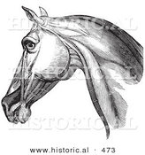 Historical Vector Illustration of an Engraved Horse Head and Neck Muscles from the Side - Black and White Version by Al