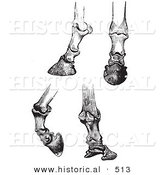 Historical Vector Illustration of Engravings Featuring Horse Bones and Articulations of the Foot and Hoof - Black and White Version by Al