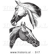Historical Vector Illustration of Engravings Featuring Horse Head and Neck Muscles - Black and White Version by Al