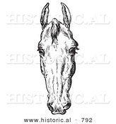Historical Vector Illustration of Horse Anatomy Featuring a Bad Head 2 - Black and White Version by Al