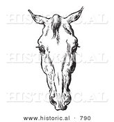 Historical Vector Illustration of Horse Anatomy Featuring a Bad Head 3 - Black and White Version by Al