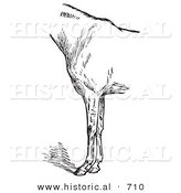 Historical Vector Illustration of Horse Anatomy Featuring Bad Conformation of Fore Quarters 2 - Black and White Version by Al